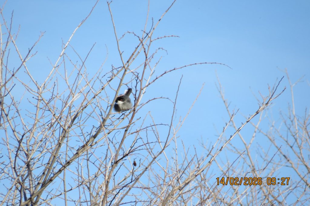 Малко черноглаво коприварче (Curruca melanocephala)