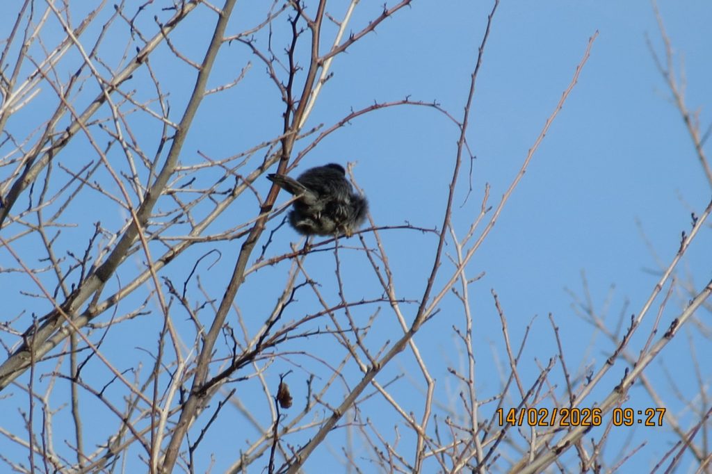 Малко черноглаво коприварче (Curruca melanocephala)